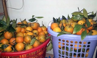 Nhiều chị em giới văn phòng bỏ hàng tỷ đồng để buôn đặc sản bán Tết.