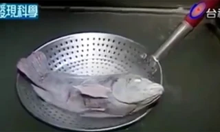 Kinh ngạc clip cá rô phi bơi tung tăng sau khi... rã đông