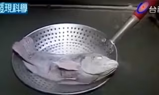 Kinh ngạc clip cá rô phi bơi tung tăng sau khi... rã đông