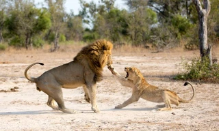 Sư tử cái một mình chống trả hai con đực