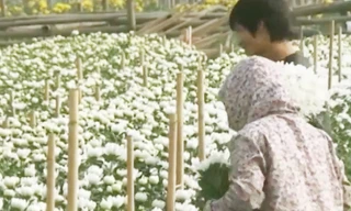 Hà Nội: Nông dân nhổ bỏ hoa cúc vì rớt giá thảm hại