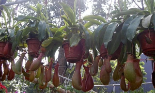 Những loại cây chưng Tết độc, lạ ở Sài Gòn