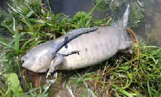 Con cá được cho là có chân và đã chết khi được phát hiện. Ảnh: Imgur.