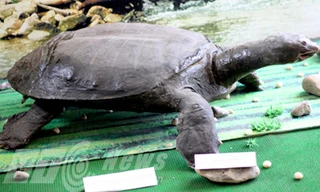 Tiêu bản rùa khổng lồ trưng bày ở Bảo tàng Hòa Bình.