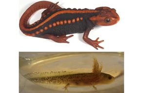 Cá cóc gờ sọ mảnh Tylototriton anguliceps (con trưởng thành và nòng nọc).