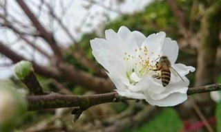 Ngắm bạch đào cánh trắng như tuyết giá 2 triệu đồng/cây
