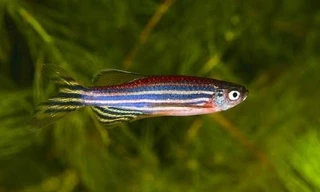 Cồn làm cho cá ngựa vằn phấn chấn hơn hẳn, chúng tỏ ra ít sợ hãi và ngập ngừng hơn trong các hành động của mình. Ảnh: Independent.