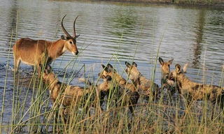 Con linh dương đồng cỏ bị truy đuổi bởi cả bầy 24 con chó hoang trong buổi sáng tại một khu bảo tồn ở Botswana.