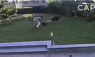 Chó dữ điên cuồng tấn công bé gái ở công viên