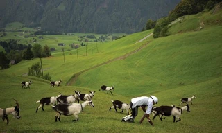 Nhờ bộ chân đặc biệt, Thwaites có thể chạy nhảy cùng đàn dê.