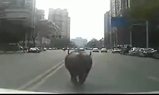 Cảnh sát Trung Quốc truy bắt bò điên trên phố