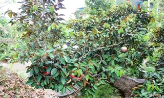 Mặt trước hình con rồng.