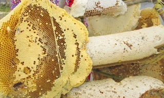 tổ ong ruồi (con nhỏ) này hiếm thấy hơn các loại ong mật khác.