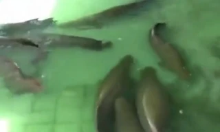 Cận cảnh đàn cá hải tượng mệnh danh 'thuỷ quái' ở Tây Ninh