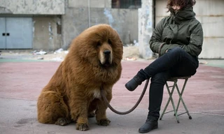 Giống chó ngao Tây Tạng một thời là biểu tượng của sự giàu sang, là "món đồ trang sức" không thể thiếu của các đại gia ở Trung Quốc. Ảnh minh họa: AFP.