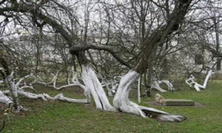 Tận thấy cây táo 220 tuổi kỳ lạ ở Ukraine