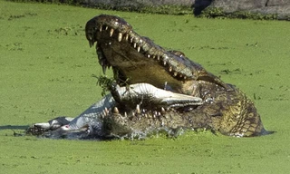 Một con cá sấu khổng lồ đã tấn công và ăn thịt đồng loại rất dã man trong vườn quốc gia Kruger, Nam Phi.