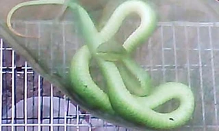 Cận cảnh “hung thần” máu lạnh lục đầu dồ đuôi đỏ.