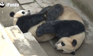 Gấu trúc lập kỷ lục về thời gian 'mây mưa'