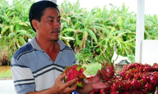 Thanh long trồng ở U Minh Hạ của gia đình ông Phước có chất lượng khá cao.