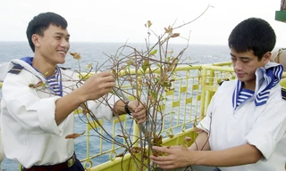 Sửa lại cành mai đón Xuân về. Ảnh: Xuân Cường.