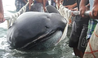 Nhóm ngư dân khiêng con cá mập trong vùng biển giữa tỉnh Albay và Masbate ở miền trung Philippines hôm 28/1. Ảnh: CNBC.