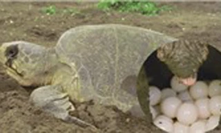 Mê hoặc xem rùa biển làm tổ đẻ trứng