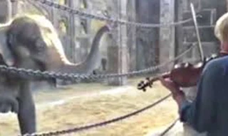 Voi lắc lư theo tiếng nhạc