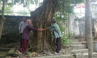 Người dân thay phiên nhau “canh gác” 2 gốc sưa tiền tỷ