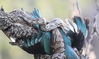 Sau khi bắt được chim bói cá đậu trên cây, con trăn châu Phi nhanh chóng xiết chặt cơ thể để làm gãy xương con mồi.