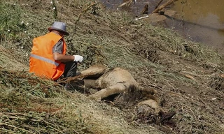 Nhân viên cứu hộ bên xác một con sư tử sau lũ quét. Ảnh: AP.