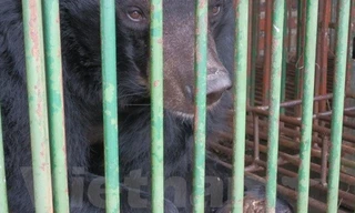 Cá thể gấu bị cụt cả hai chi tại hộ nuôi ở Quảng Ninh. Ảnh: PV/Vietnam+.