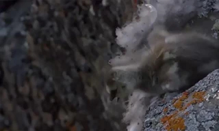 Chim non rơi xuống vách núi thăm thẳm sống sót thần kỳ