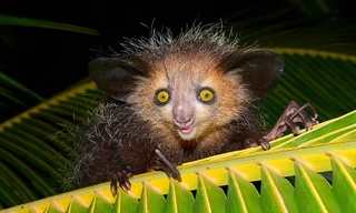 Con khỉ aye-aye cái đã vượt qua quãng đường 9.600 km để tìm bạn tình. Ảnh minh họa: National Geographic.