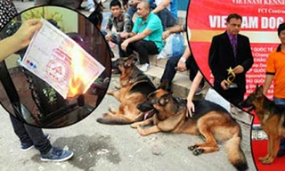 Một chiếc giấy chứng nhận nguồn gốc của chó làm giả được người chơi phát hiện.