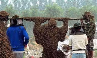 Tân thấy hơn 1 triệu con ong phủ kín người đàn ông