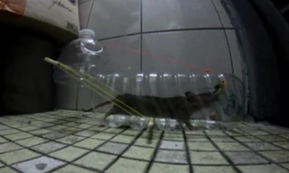 Cách bẫy chuột vô cùng sáng tạo của người Nhật