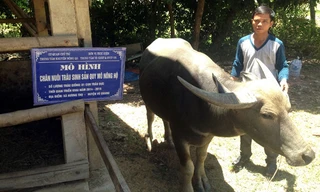 Con trâu đực của gia đình bà Phạm Thị Thuận (một năm sau khi dự án cấp cho). Ảnh: Cẩm Kỳ.