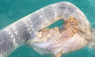 Hai con ngoặm chặt lấy nhau lúc bị bắt. Ảnh: BBC