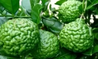 Chanh lạ hình não người gây sốt mùa nắng nóng