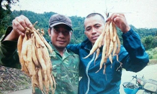 Sâm Ngọc Linh và bóng dáng của sự lọc lừa