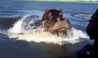 Hà mã đuổi theo thuyền du lịch