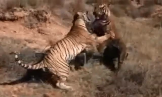 Clip hai mãnh hổ đánh nhau bất phân thắng bại