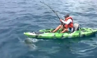 Cuộc chiến giữa cá mập và ngư dân ở Mỹ