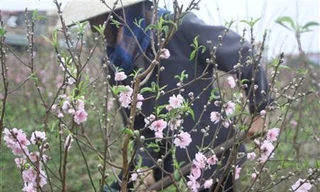 Đào nở rộ, người dân đứt ruột “phá”… vườn trước Tết