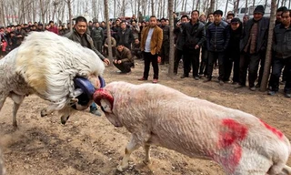 Cuộc thi chọi cừu là một hoạt động để chào đón năm mới của nông dân ở một số ngôi làng ở tỉnh Hà Nam, tỉnh Sơn Đông của Trung Quốc.