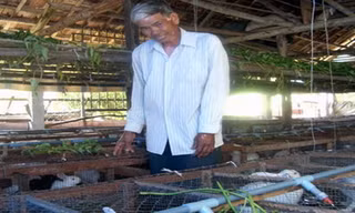 Nhờ nuôi thỏ ông Phúc có thu nhập hàng chục triệu mỗi tháng.