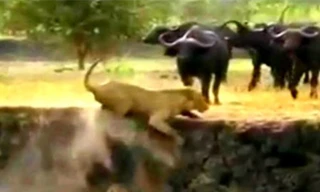 Sư tử đực bị đàn trâu rừng đuổi xuống bờ vực