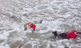 Giải cứu chú chó mắc kẹt run rẩy giữa hồ băng