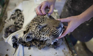 Bên trong xưởng nhồi 6.000 xác động vật mỗi năm